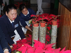 負責場地佈置的志工利用台北分會使用過的聖誕紅盆栽佈置。(攝影者：陳彥伯)